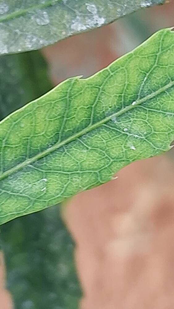 Hybanthus caledonicus leaf