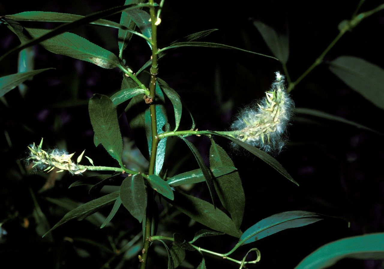 Salix lasiandra — houseplant care guide