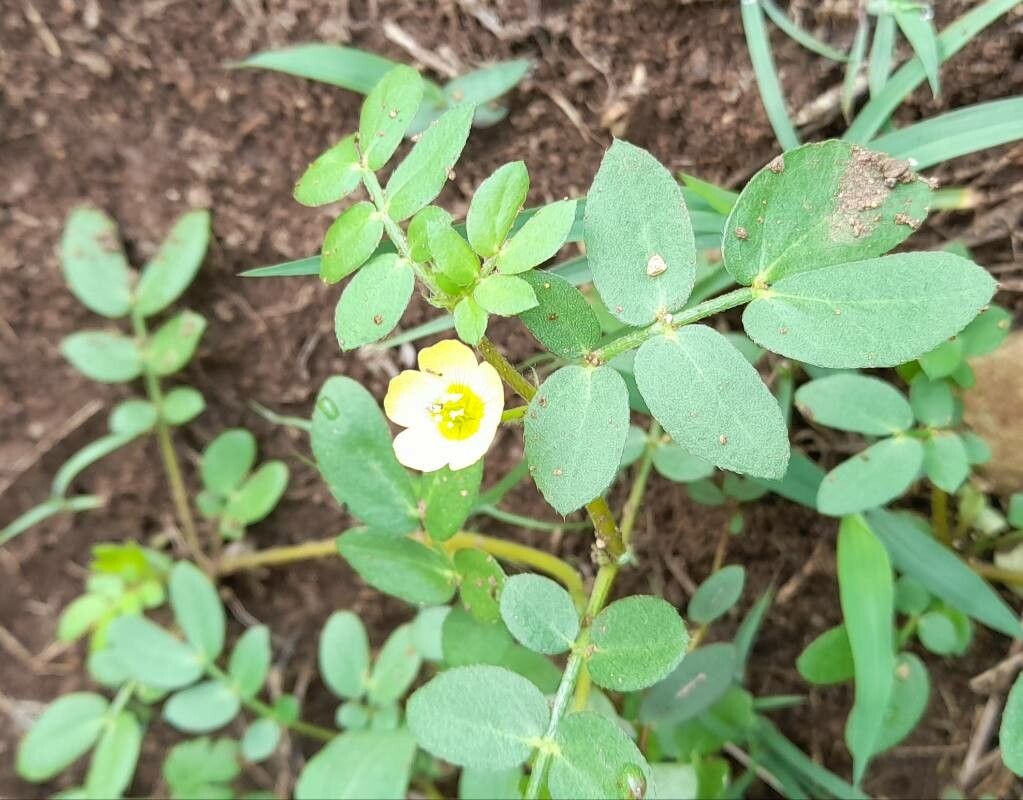 Kallstroemia maxima habit