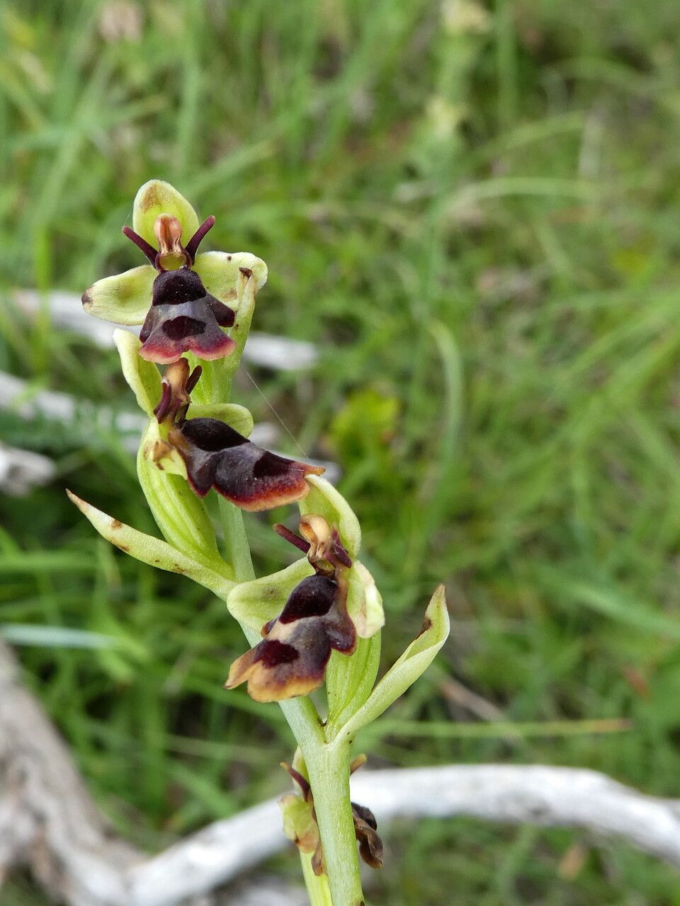 Ophrys subinsectifera bark