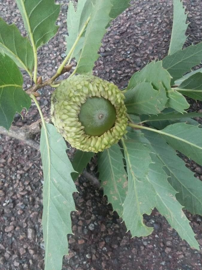 Quercus libani fruit