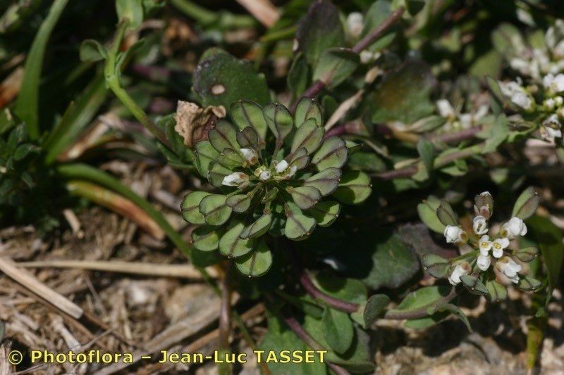Noccaea brevistyla fruit