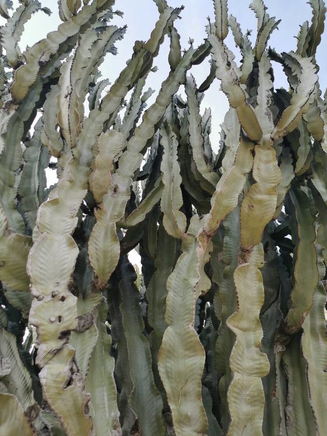 Euphorbia candelabrum leaf
