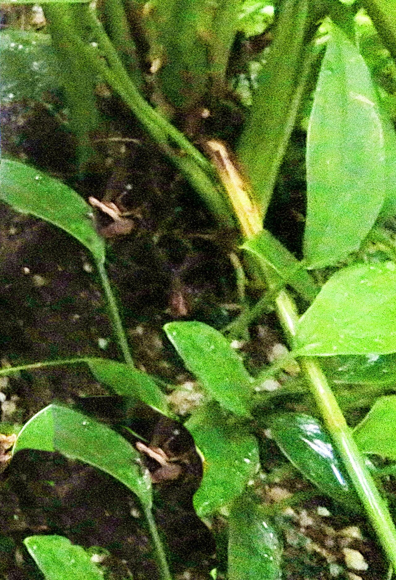 Homalomena griffithii