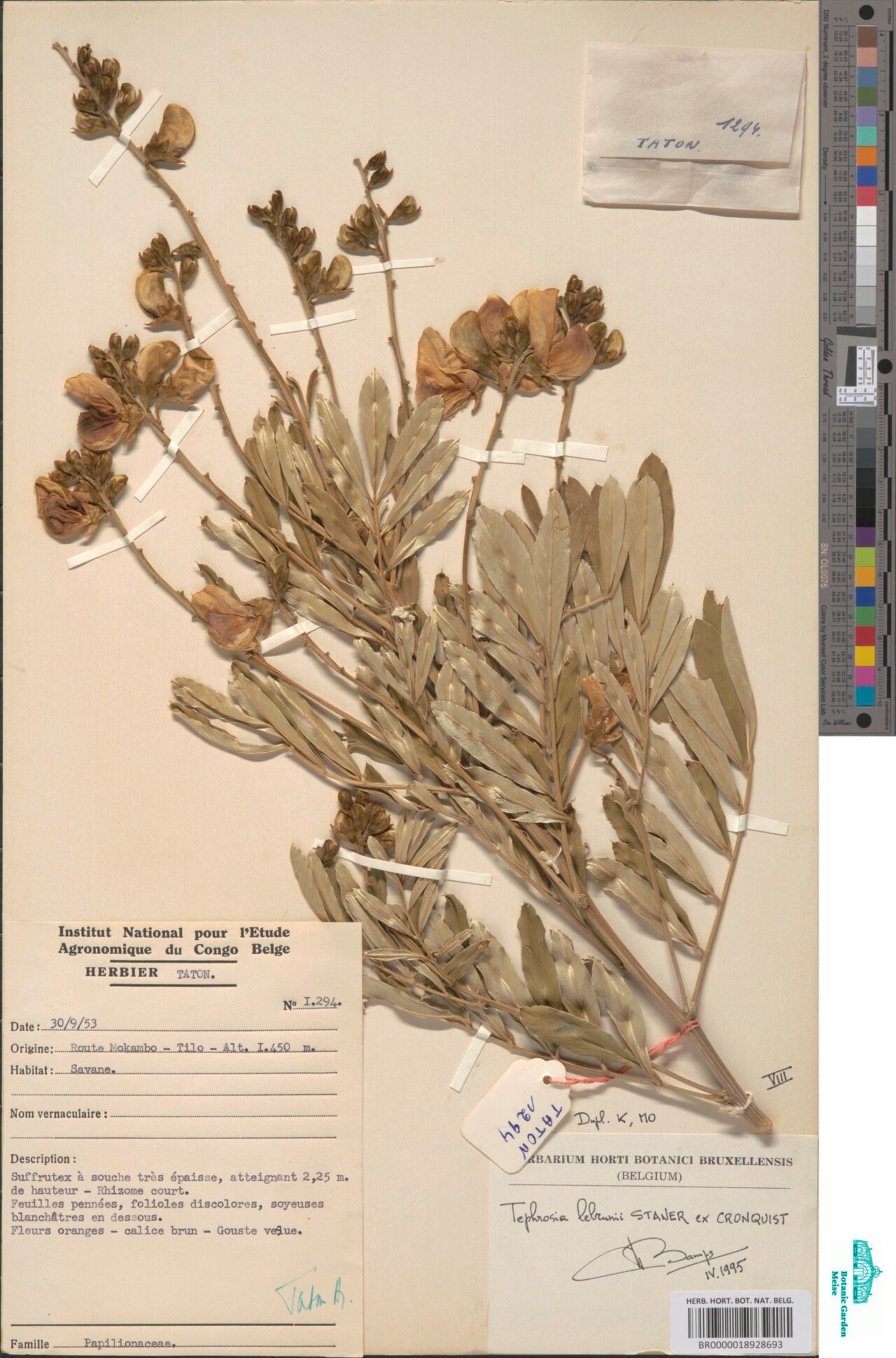 Tephrosia lebrunii — houseplant care guide