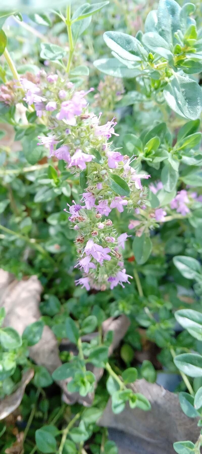 Thymus gobicus flower