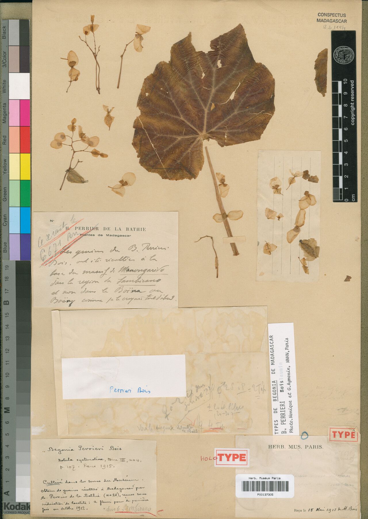 Begonia perrieri — houseplant care guide