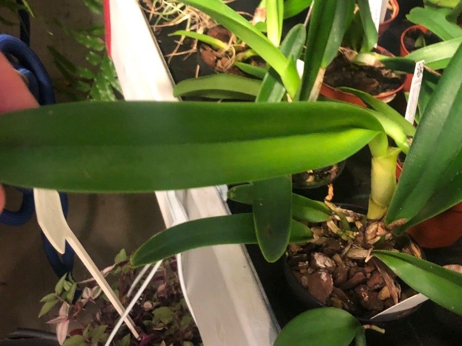 Cattleya purpurata leaf