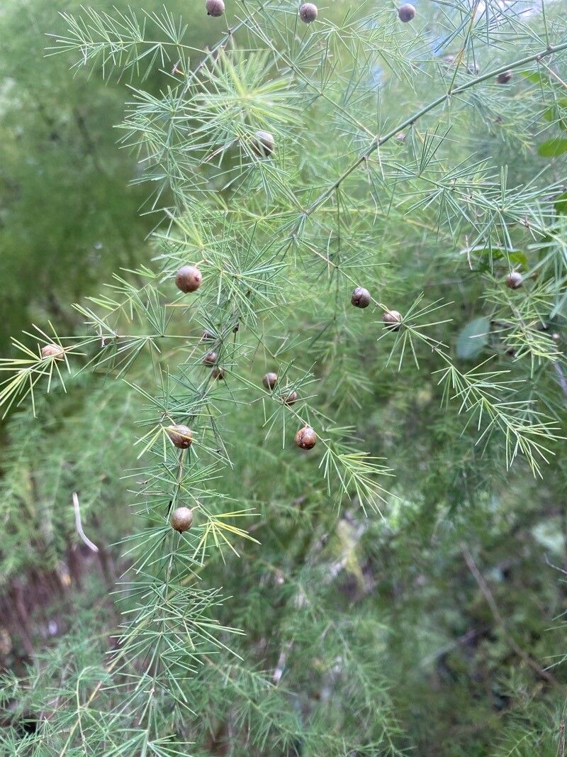 Asparagus scoparius fruit