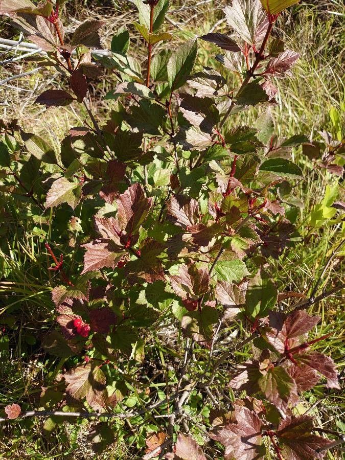 Viburnum edule leaf