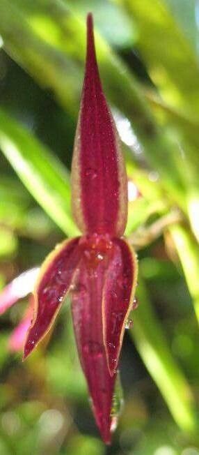 Pleurothallis allenii — related species from the same genus