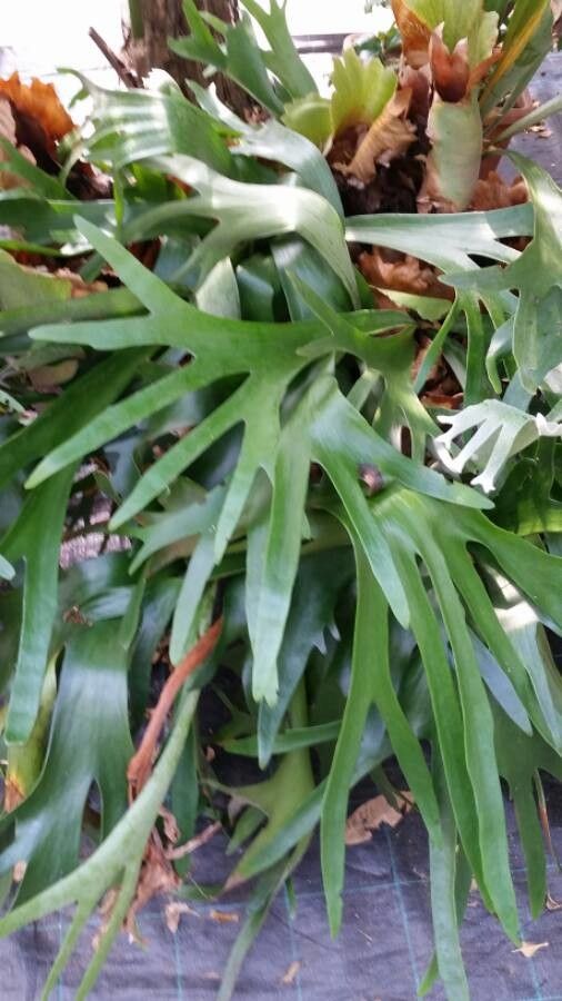 Platycerium alcicorne leaf