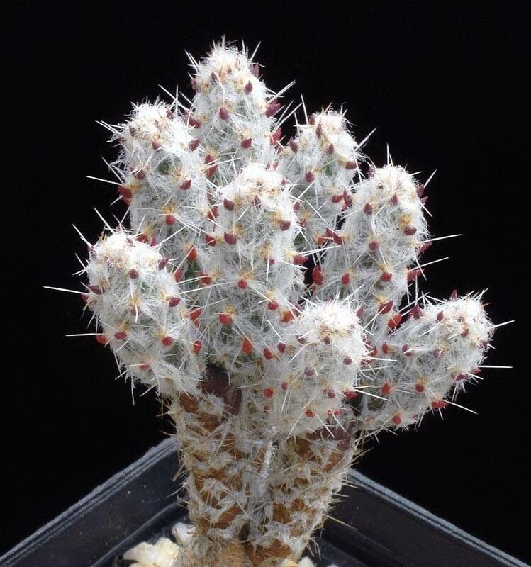 Grusonia pulchella leaf