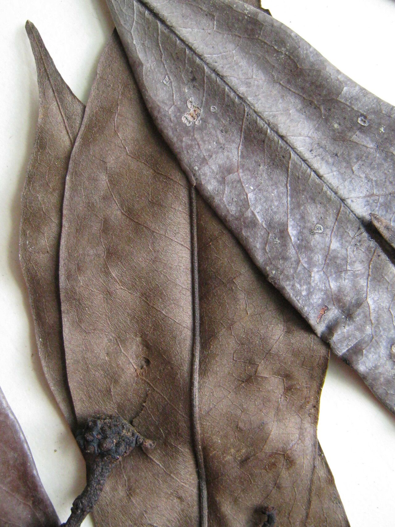 Guatteria leucotricha — houseplant care guide