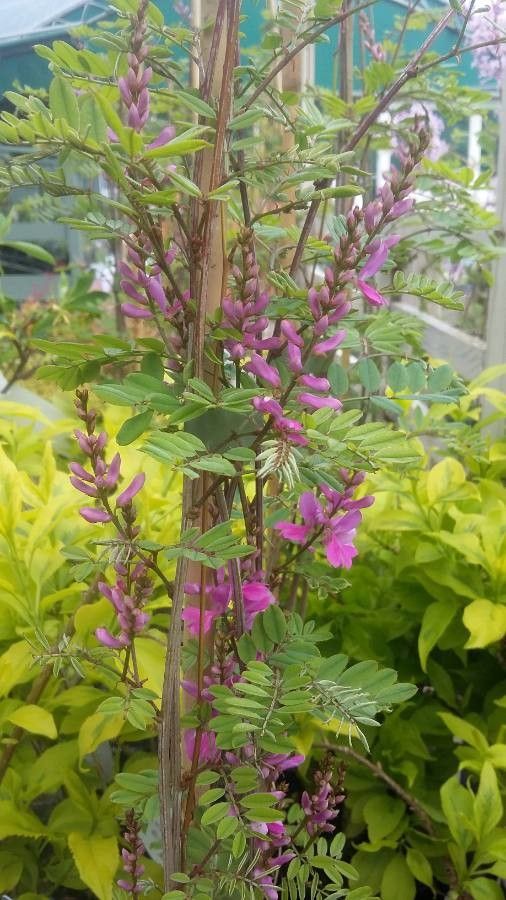 Indigofera himalayensis — search result for 'Indigofera'