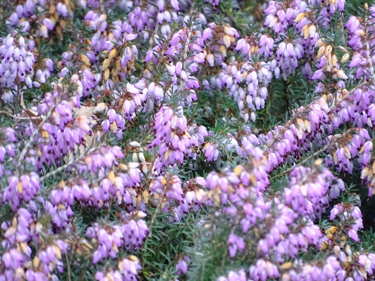 Erica herbacea flower