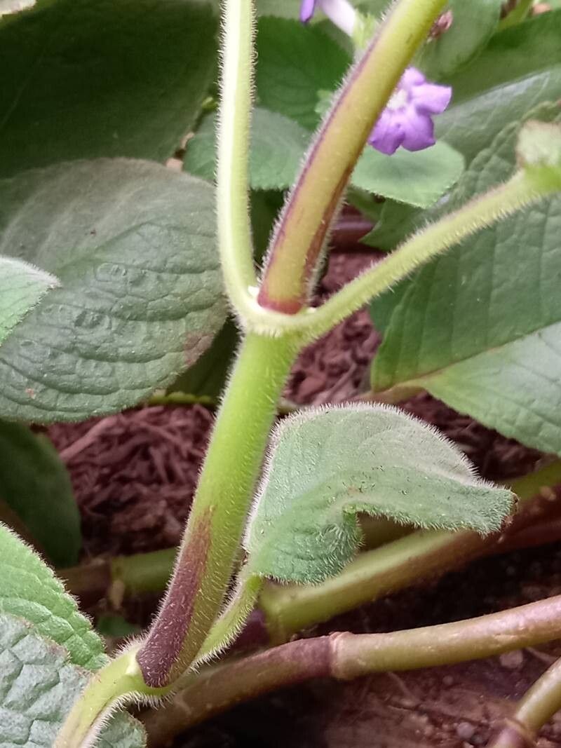 Nautilocalyx bicolor bark