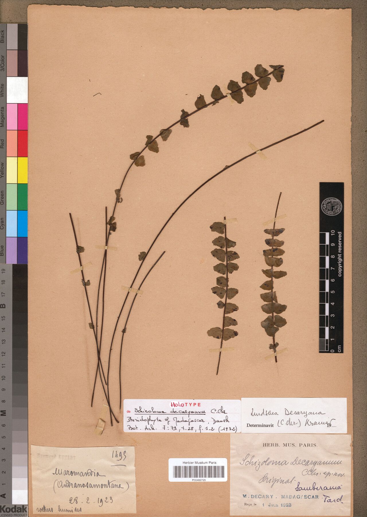 Lindsaea decaryana — related species from the same genus