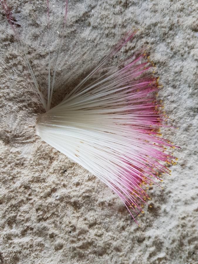 Barringtonia asiatica flower