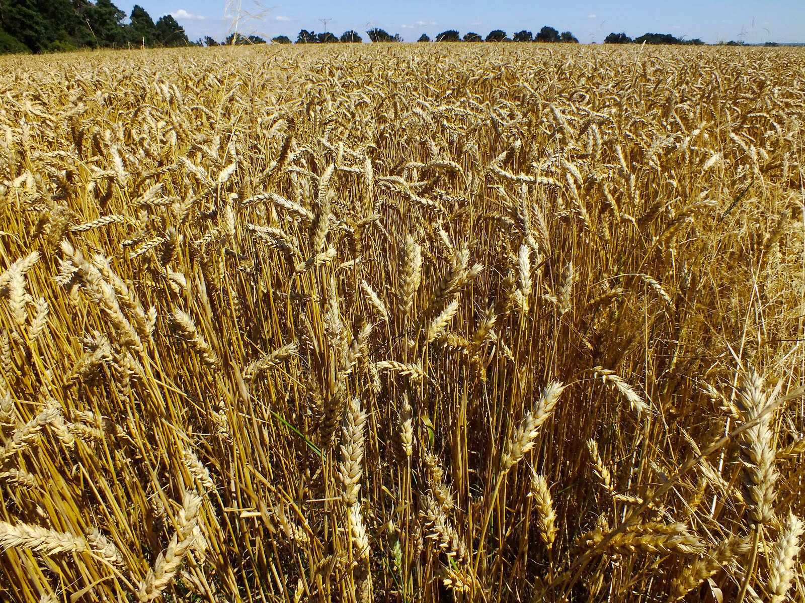 Triticum aestivum fruit