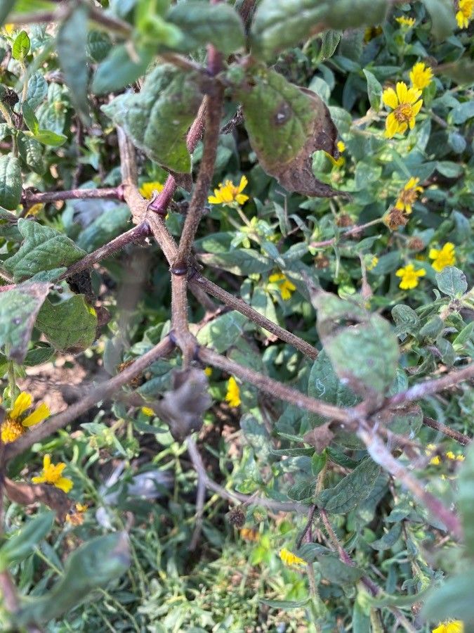 Guizotia scabra bark