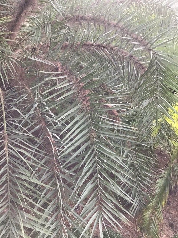 Phoenix theophrasti leaf