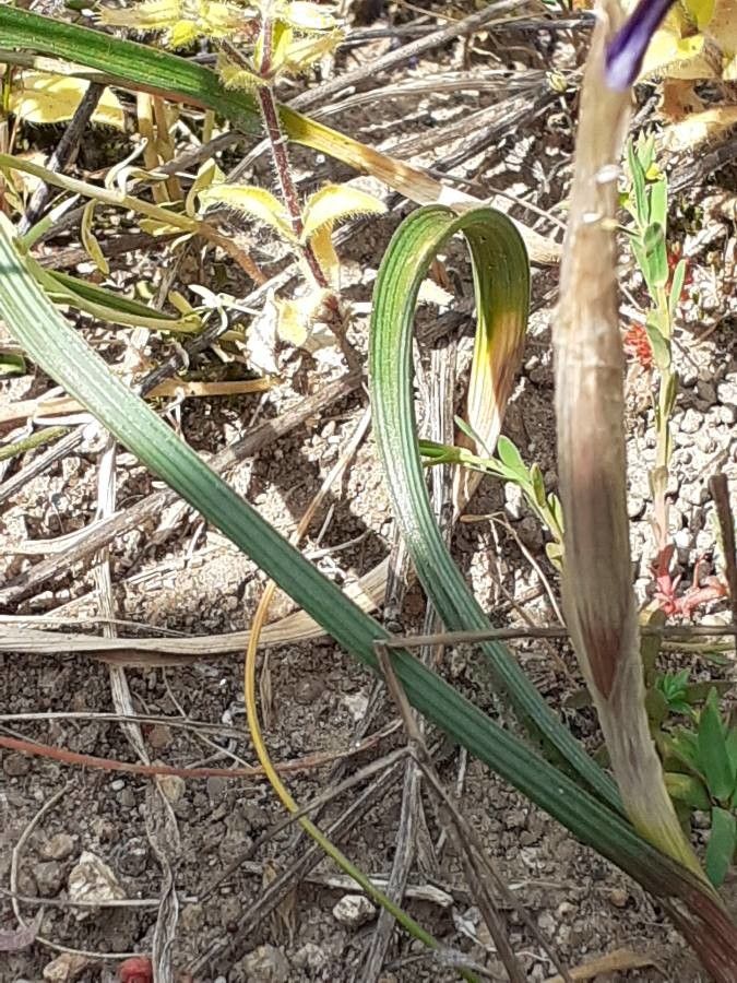 Moraea sisyrinchium leaf