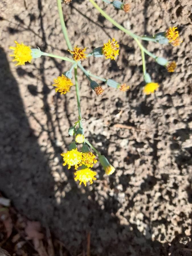 Senecio oxyriifolius flower