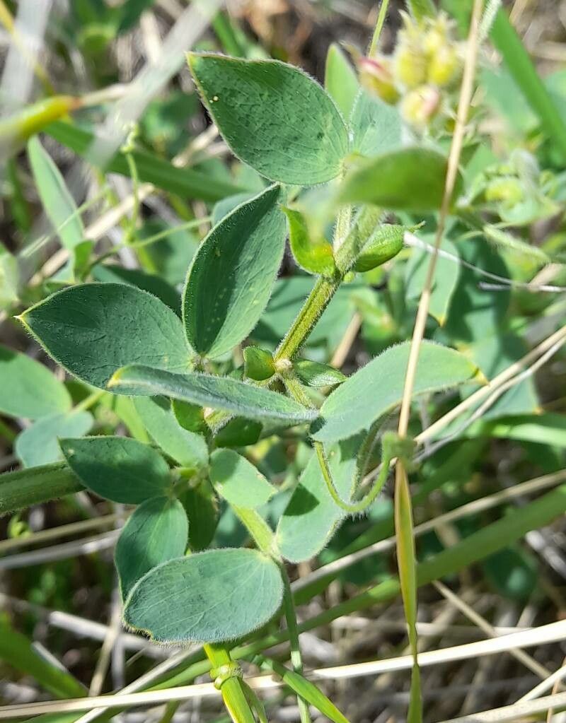 Lathyrus pubescens — search result for 'Lathyrus'