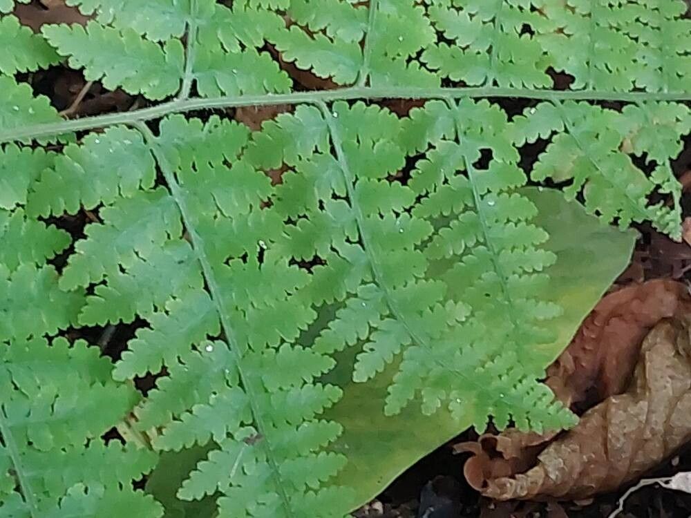 Hypolepis punctata — houseplant care guide