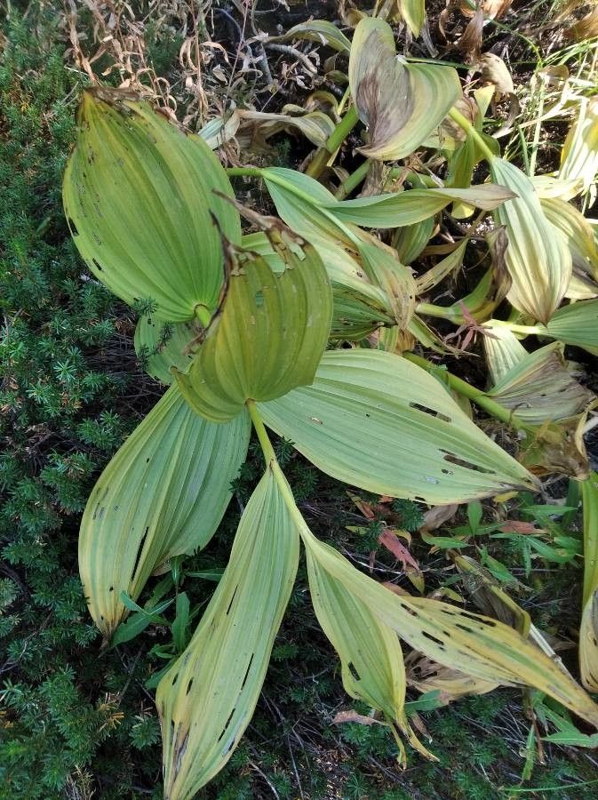 Veratrum californicum — related species from the same genus