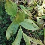 Veratrum californicum