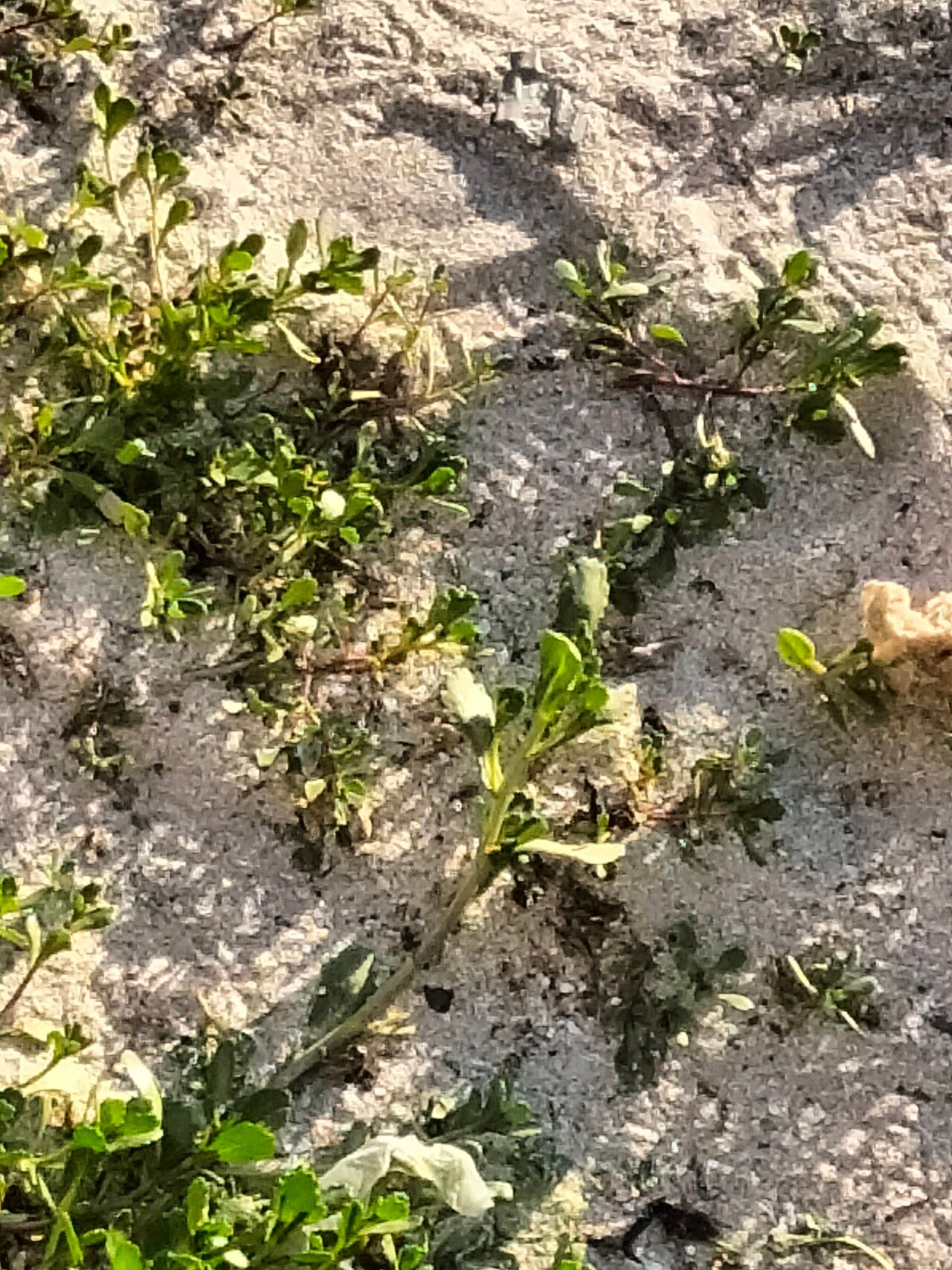Senecio maritimus leaf