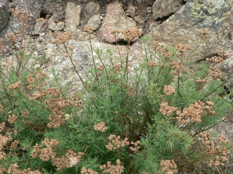 Achillea chamaemelifolia habit