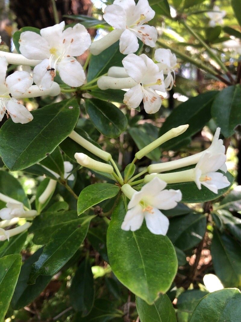 Rhododendron macgregoriae flower