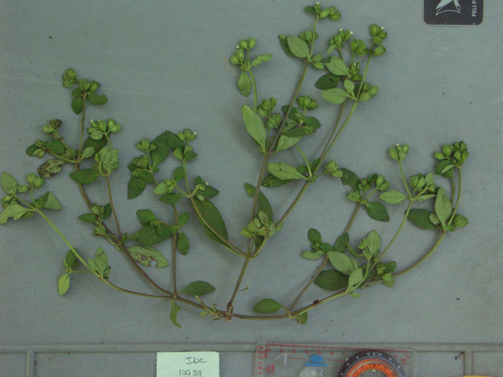 Oldenlandia pterita — houseplant care guide