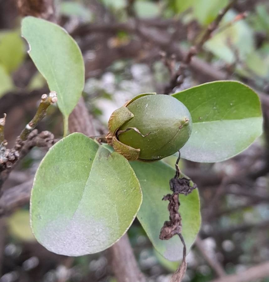 Brunfelsia uniflora fruit