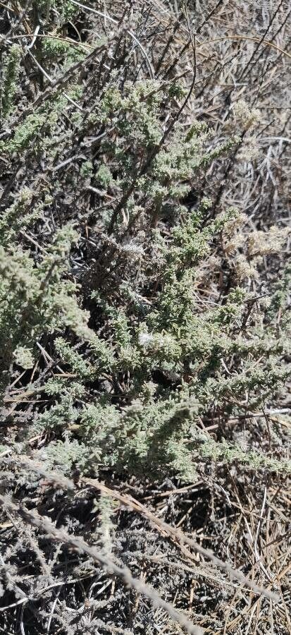 Ericameria ericoides — related species from the same genus