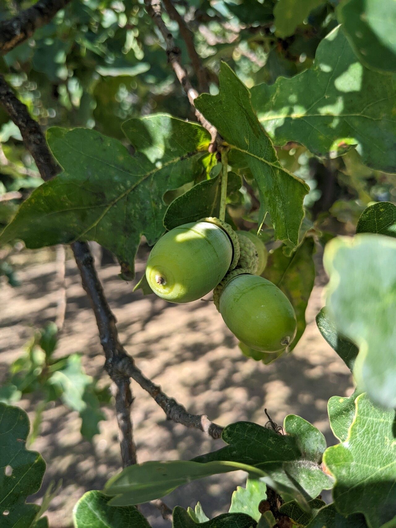 Quercus garryana fruit