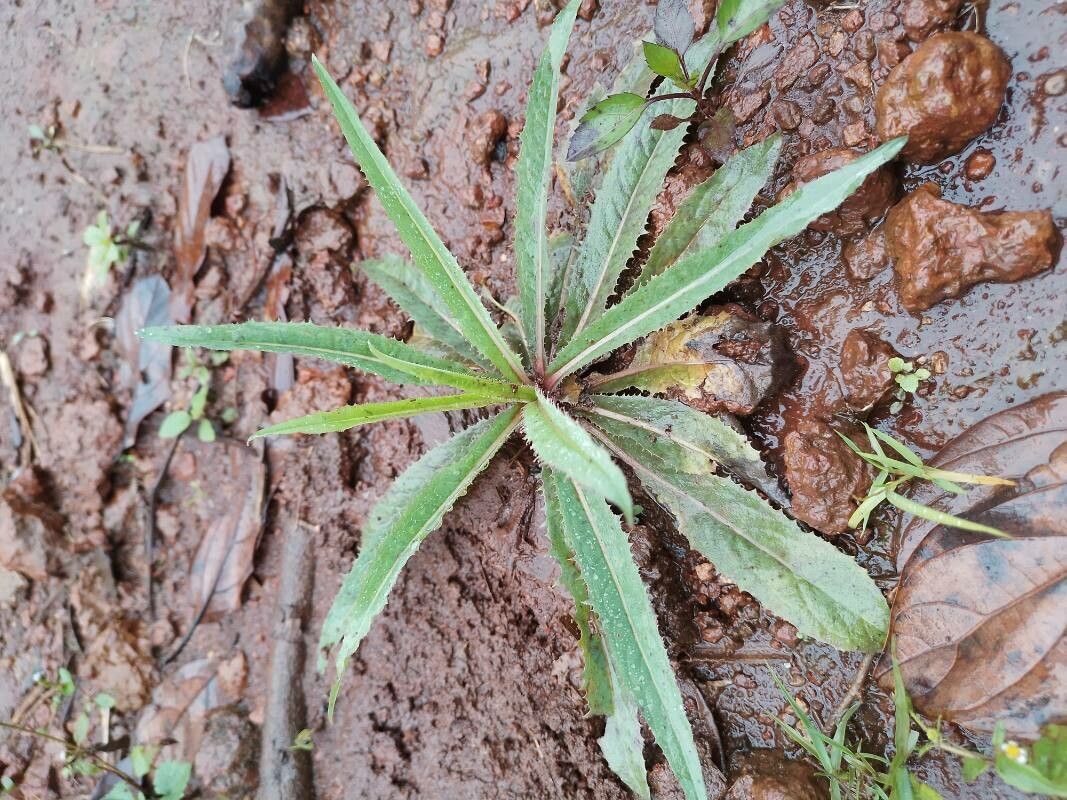 Launaea picridioides — houseplant care guide