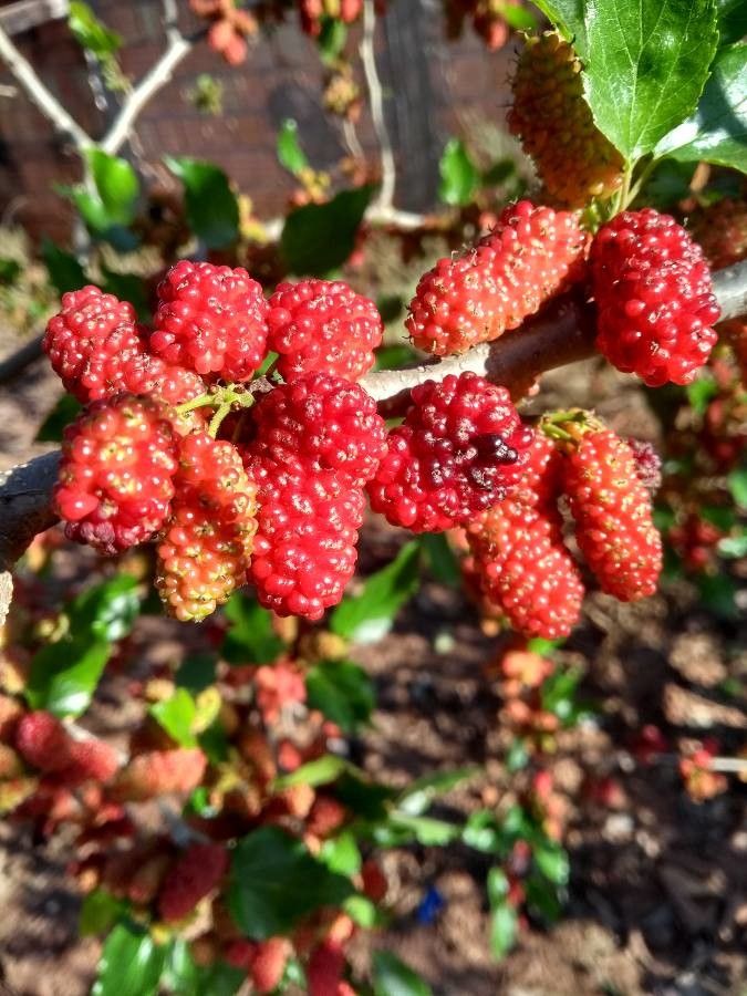 Rubus sellowii fruit
