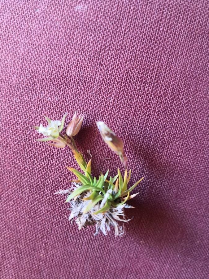 Minuartia graminifolia leaf