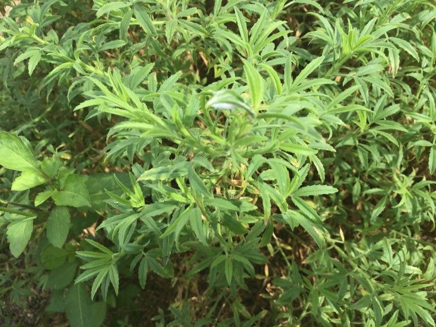 Leucanthemella serotina — search result for 'Germany'