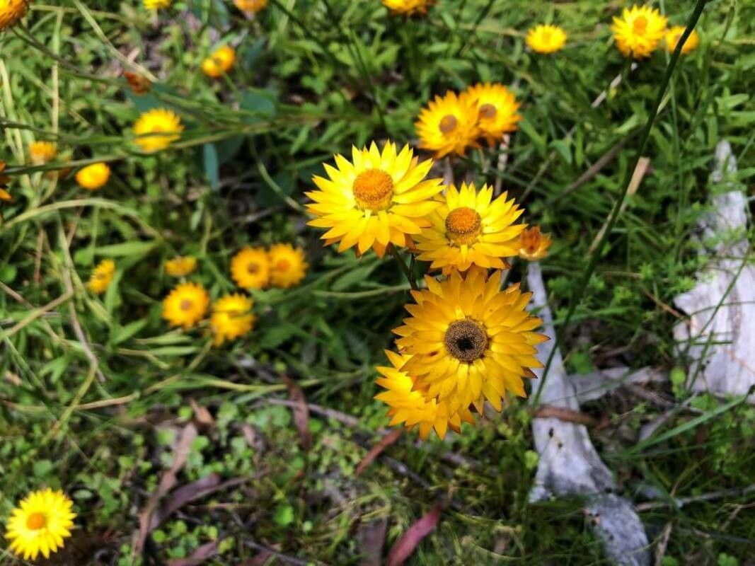 Xerochrysum palustre habit