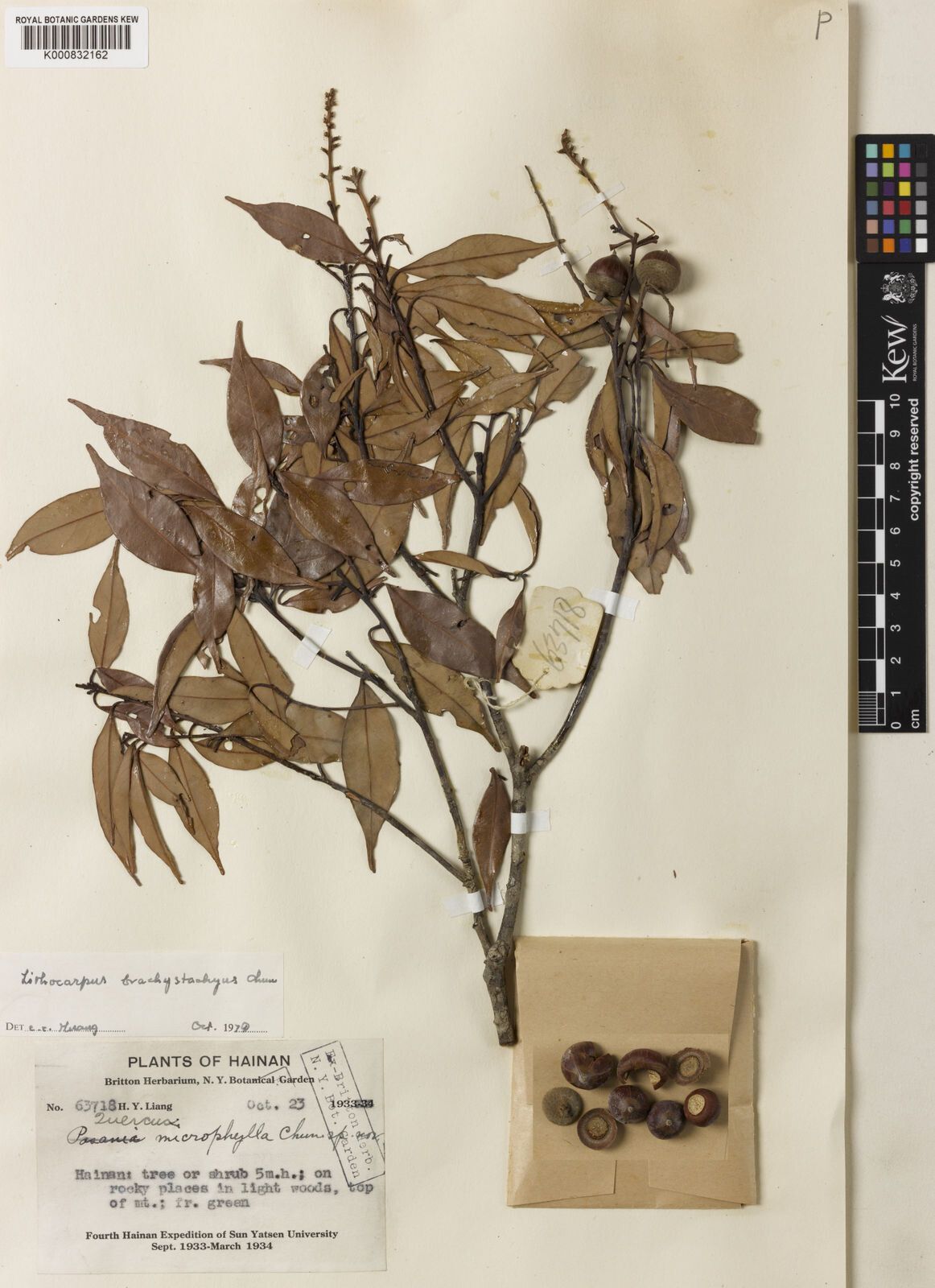 Lithocarpus brachystachyus — search result for 'Lithocarpus'