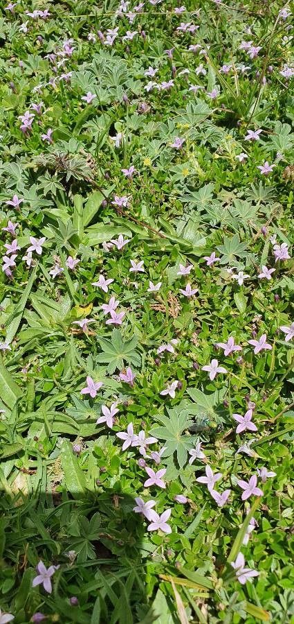 Oldenlandia monanthos habit