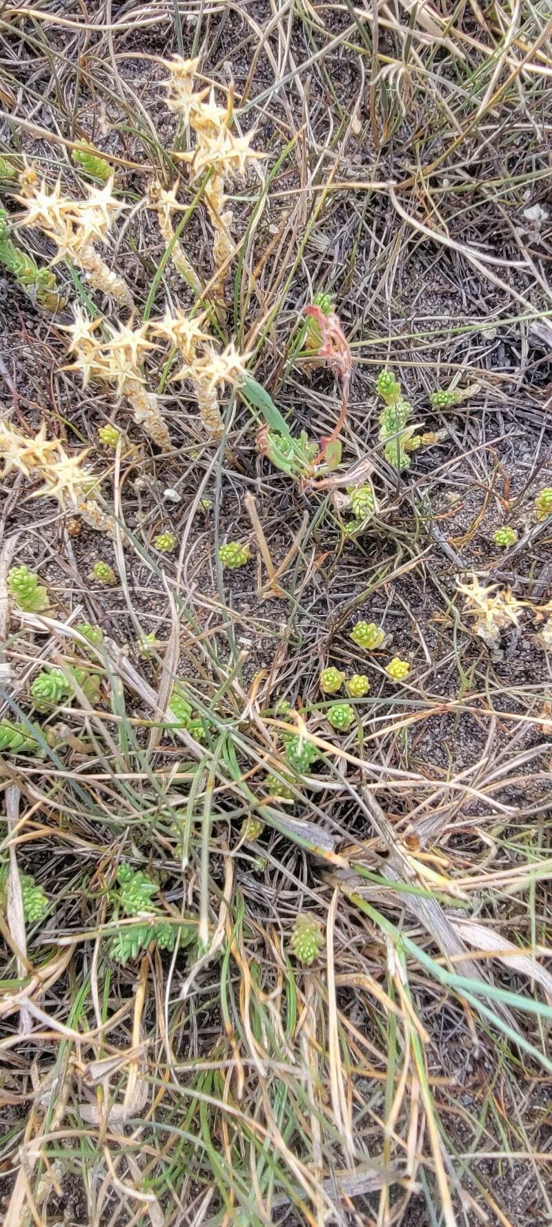 Sedum wrightii — houseplant care guide