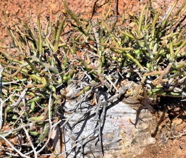 Euphorbia rhombifolia habit