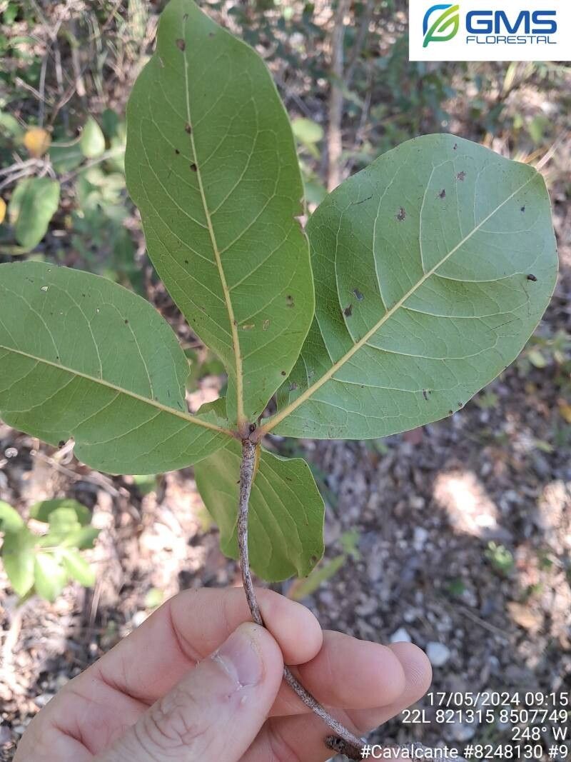 Terminalia glabrescens — search result for 'Terminalia'