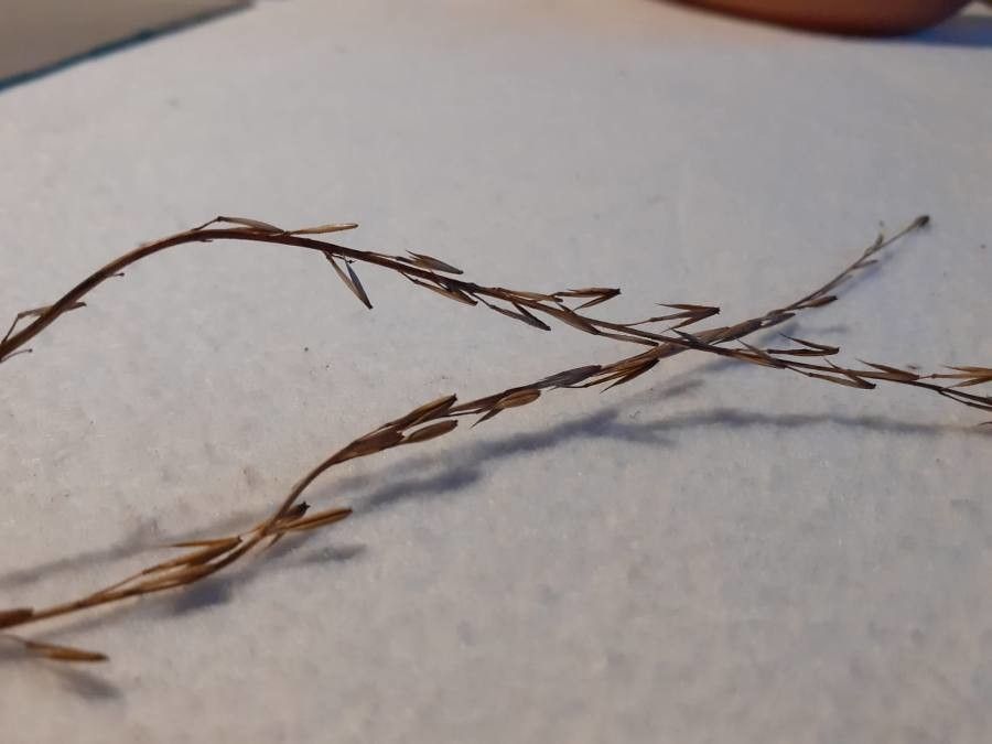 Triglochin palustre fruit